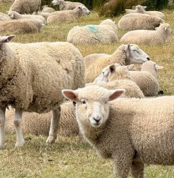sheep RM17NOV25