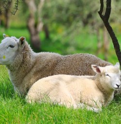 sheep and lamb GE08DEC25