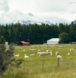 sheep south island MP01DEC25