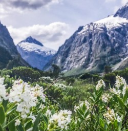 Spring flowers at Monkey Creek, Fiordland National Park, Southland New Zealand