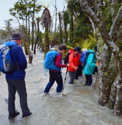 hikers crossing a stream in the hollyford valley