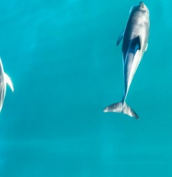Swimming with Dolphins at Kaikoura, Canterbury New Zealand