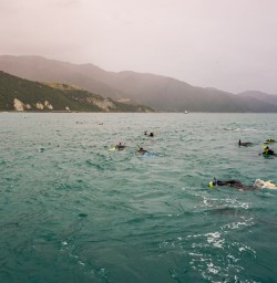 Swimming with dolphins at Kaikoura, Canterbury New Zealand