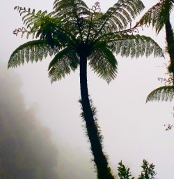 tree fern paparoa national park
