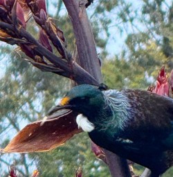 tui in fiordland MP01DEC25