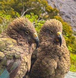two keas in fiordland national park GE24NOV25