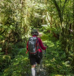 Walking the Milford Track Rainforest, Fiordland National Park, Southland New Zealand