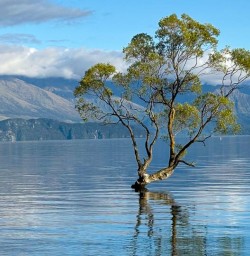 wanaka tree GE08DEC25