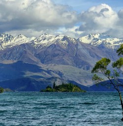 wanaka tree KC10NOV25