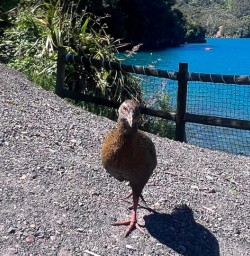 weka Queen Charlotte MP10NOV25