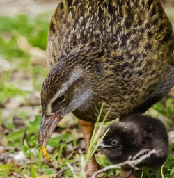 weka and chick GE10NOV25