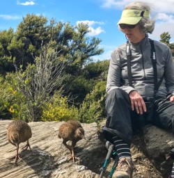 Weka Bird at Mou Waho Island, Wanaka Otago New Zealand