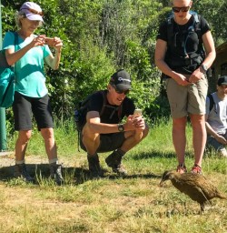 Weka Bird at Mou Waho Island, Lake Wanaka New Zealand