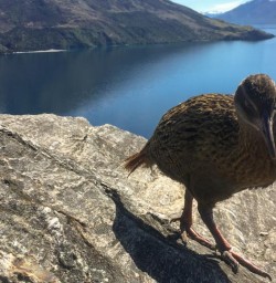 Weka at Mou Waho Island, Lake Wanaka New Zealand