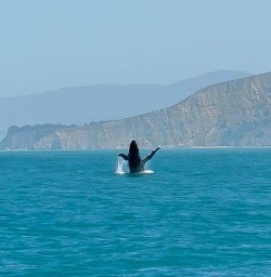 whale in Kaikoura KC17NOV25