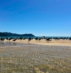 wildlife in abel tasman national park GE16MAR26