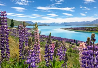 Lupins flowering in lake tekapo